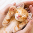 Catcaramel
