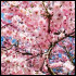 SakuraArya