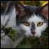 Aile-De-Mouette5
