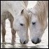 SCHLEICH6