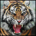 Jeremyyyytiger