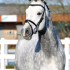 Lilouequestrian