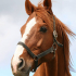 UkiHorse
