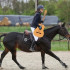 Horsekeefe24