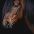 HuDada-