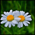 Flower1114