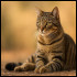 Oeildutigre