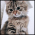 Chaton9364