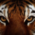 Tigerdragon