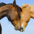 LioLove
