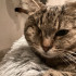 Mewloversskz