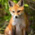 Foxinejunior