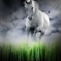 DreamHorse