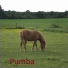 Pumba