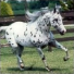Galopinne