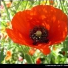 Coquelicot3