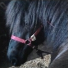 Kimjtmhorse