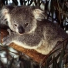 Thekoala