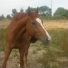Cheval-ma-vie-8888