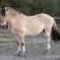 Cheval29340