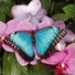 Butterfly43