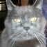 Chartreux