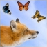 Goupilofox