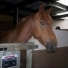 Poney-cheval