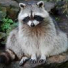 Racoon