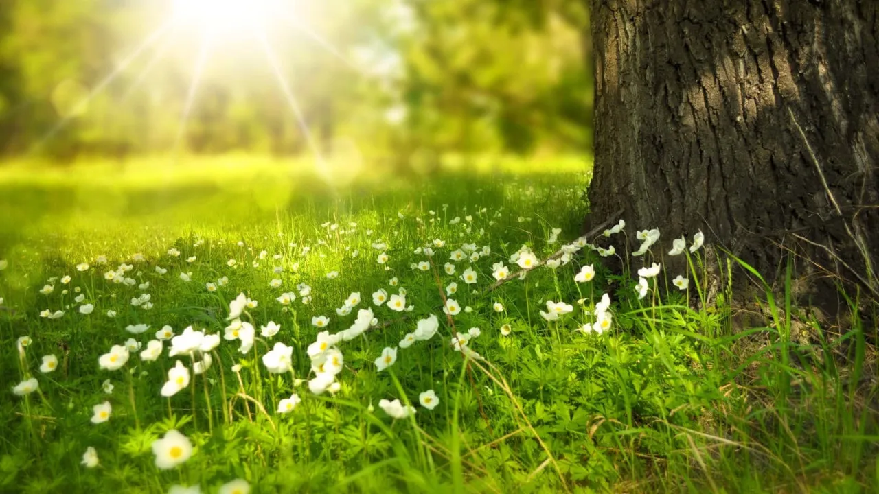 Quiz Le monde de la nature