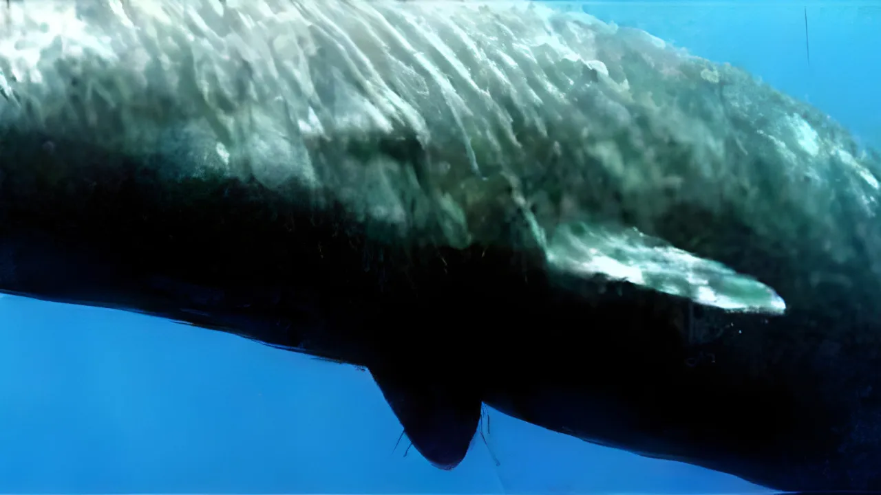 Quiz Le rorqual commun