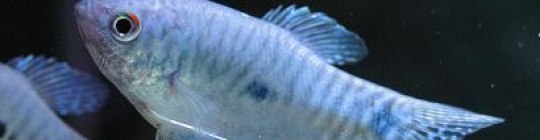 Quiz Aquariophilie