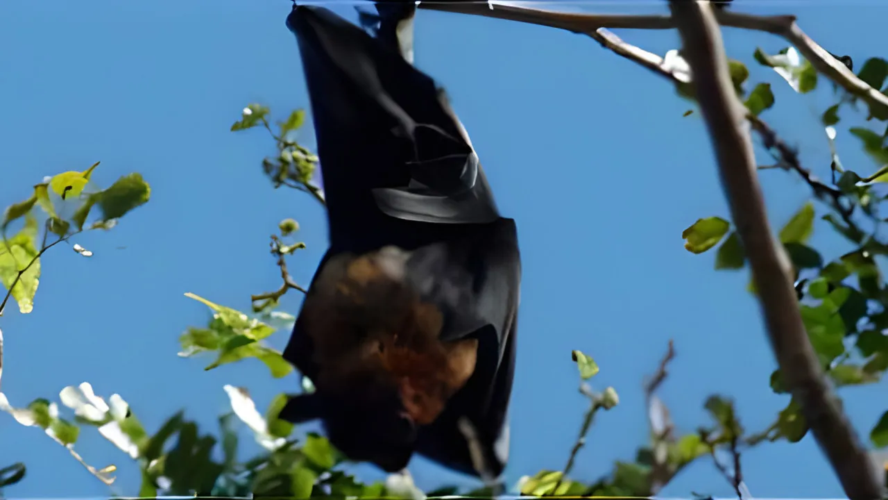 Quiz Les chauves-souris
