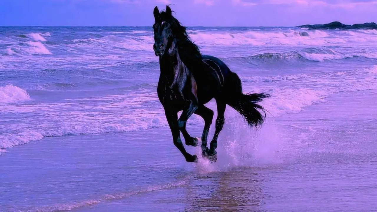 Quiz Révise ton Galop 4