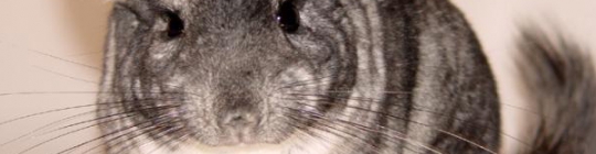 Quiz Chinchilla