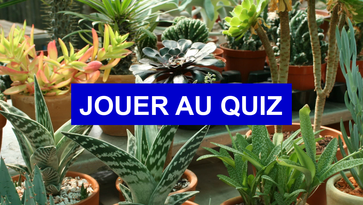 Quiz Plantes