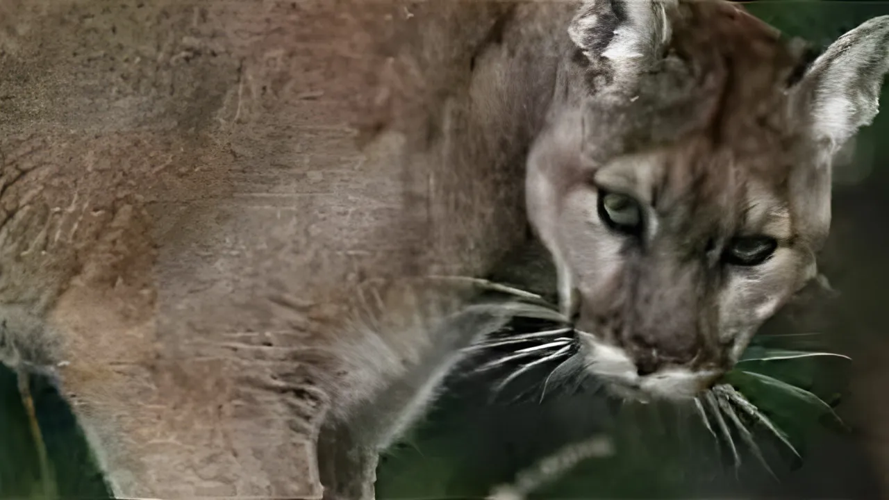 Quiz Chasse 2012 partie animaux