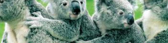 Quiz Koalas