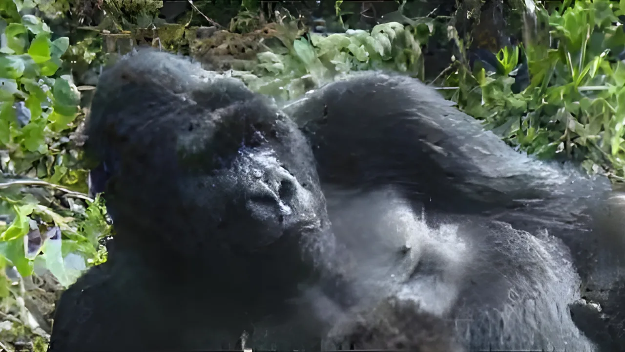 Quiz Le plus grand des primates : Le Gorille