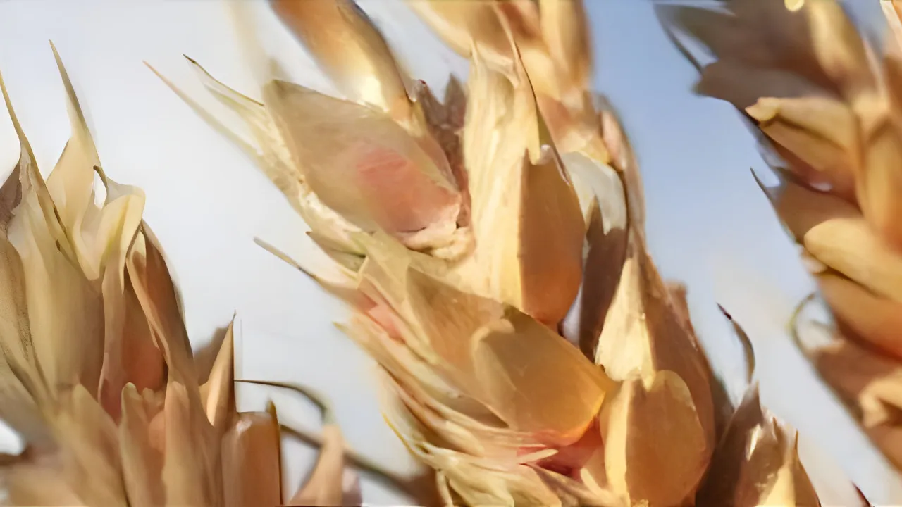 Quiz La crise agricole