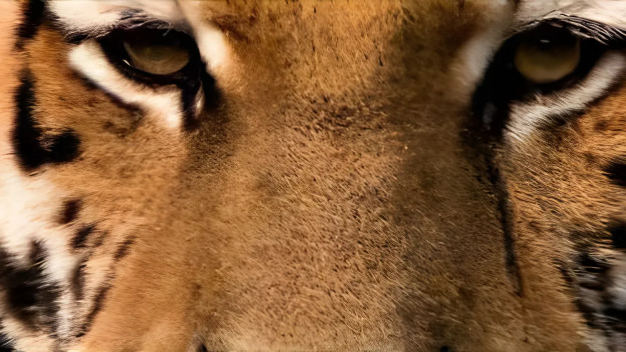 Quiz Le jaguar