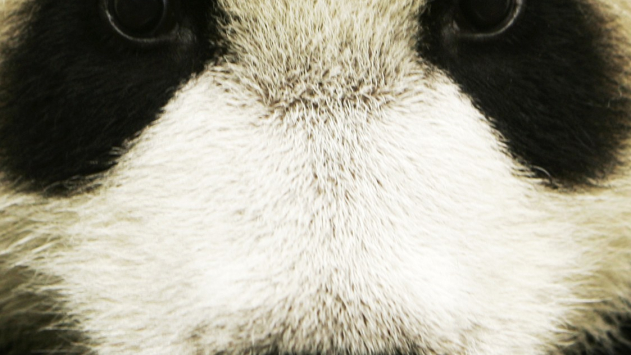 Quiz Animaux