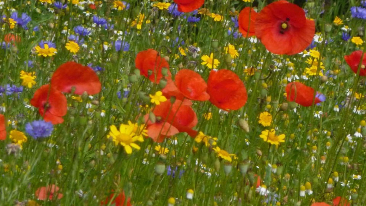 Quiz Fleurs