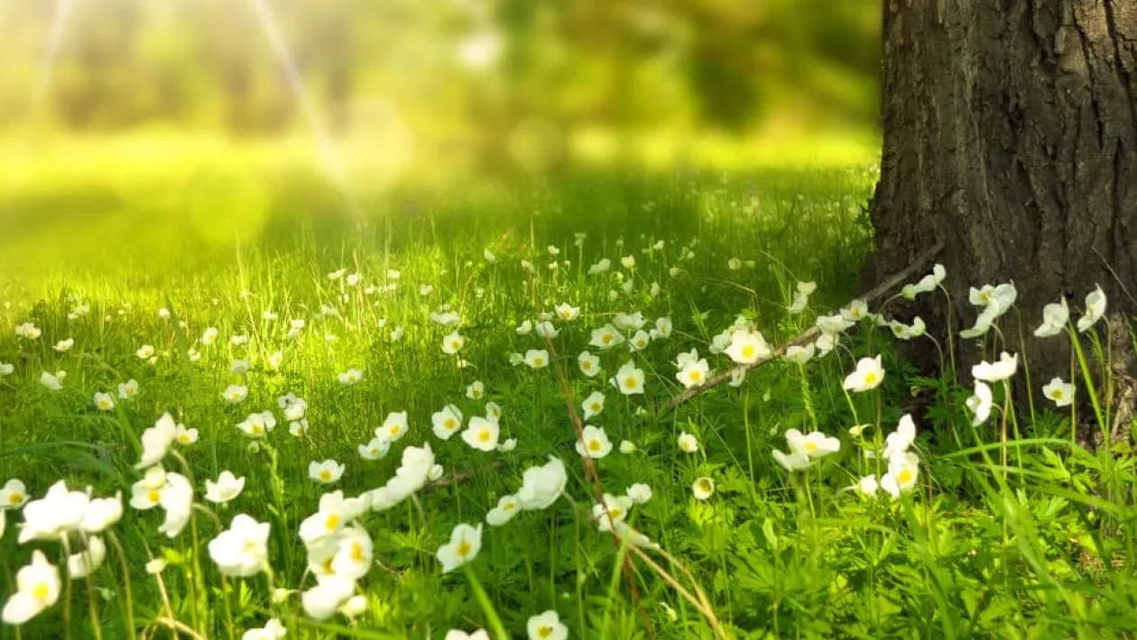 Quiz ''La Nature'' de Mucha