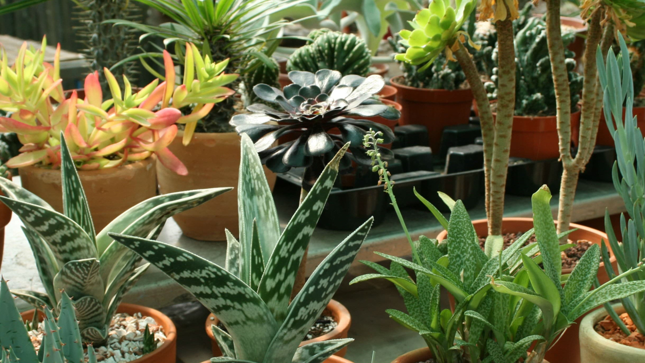 Quiz Plantes