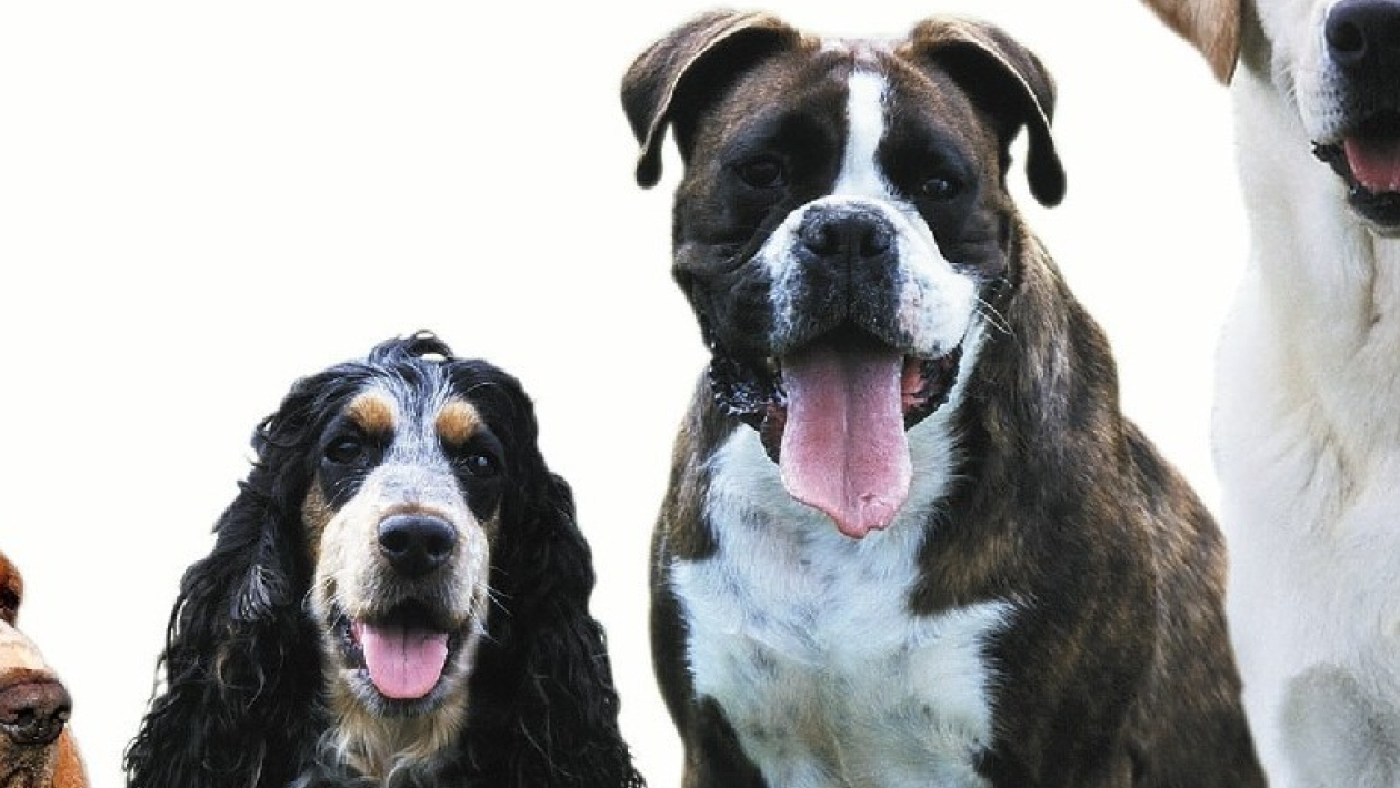 Quiz Chiens