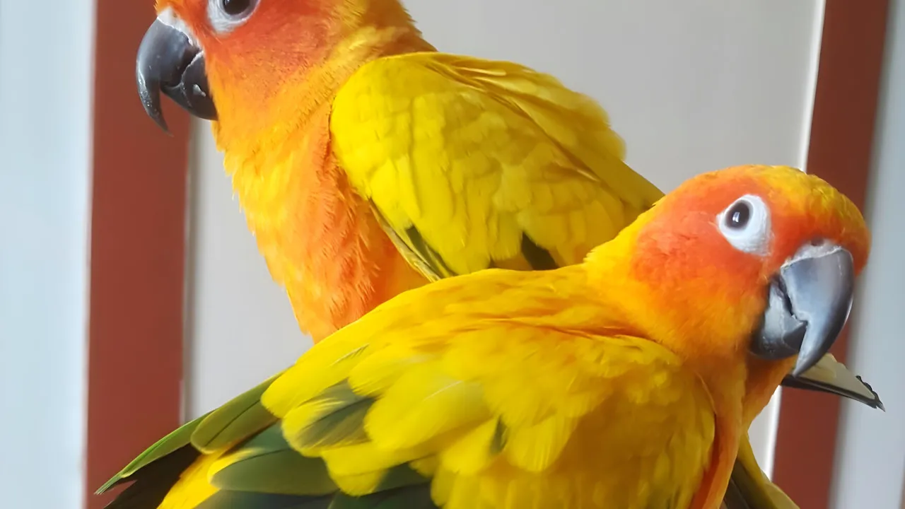 Quiz Les oiseaux s'expriment