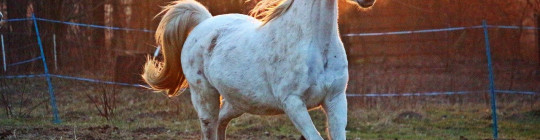 Quiz Galop 2