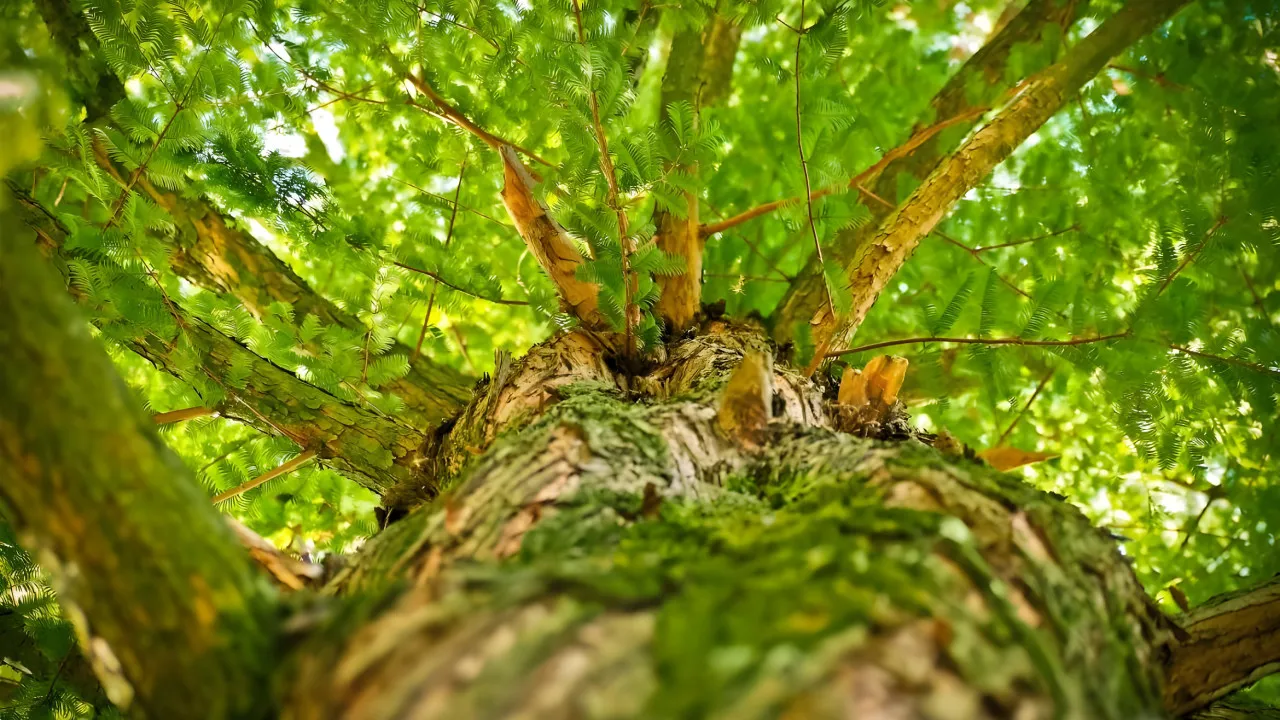 Quiz L'arbre et son fruit