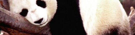 Quiz Panda